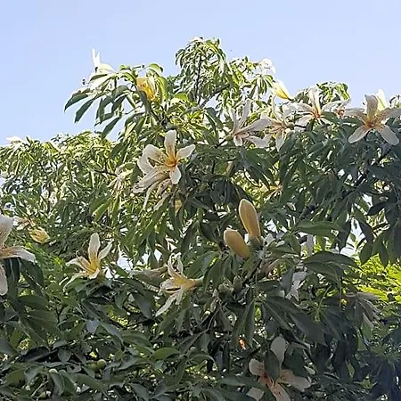 Raggio Di Sole 3* Macari